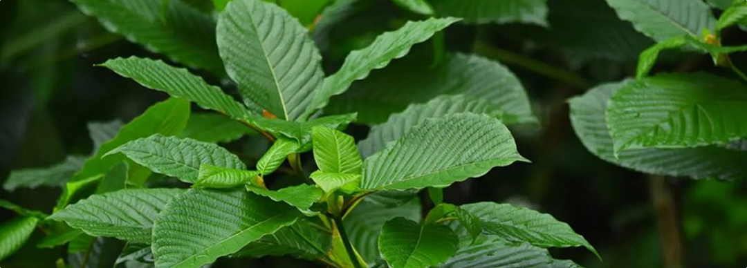 How Much Is Kratom? What to Know About Price Trends