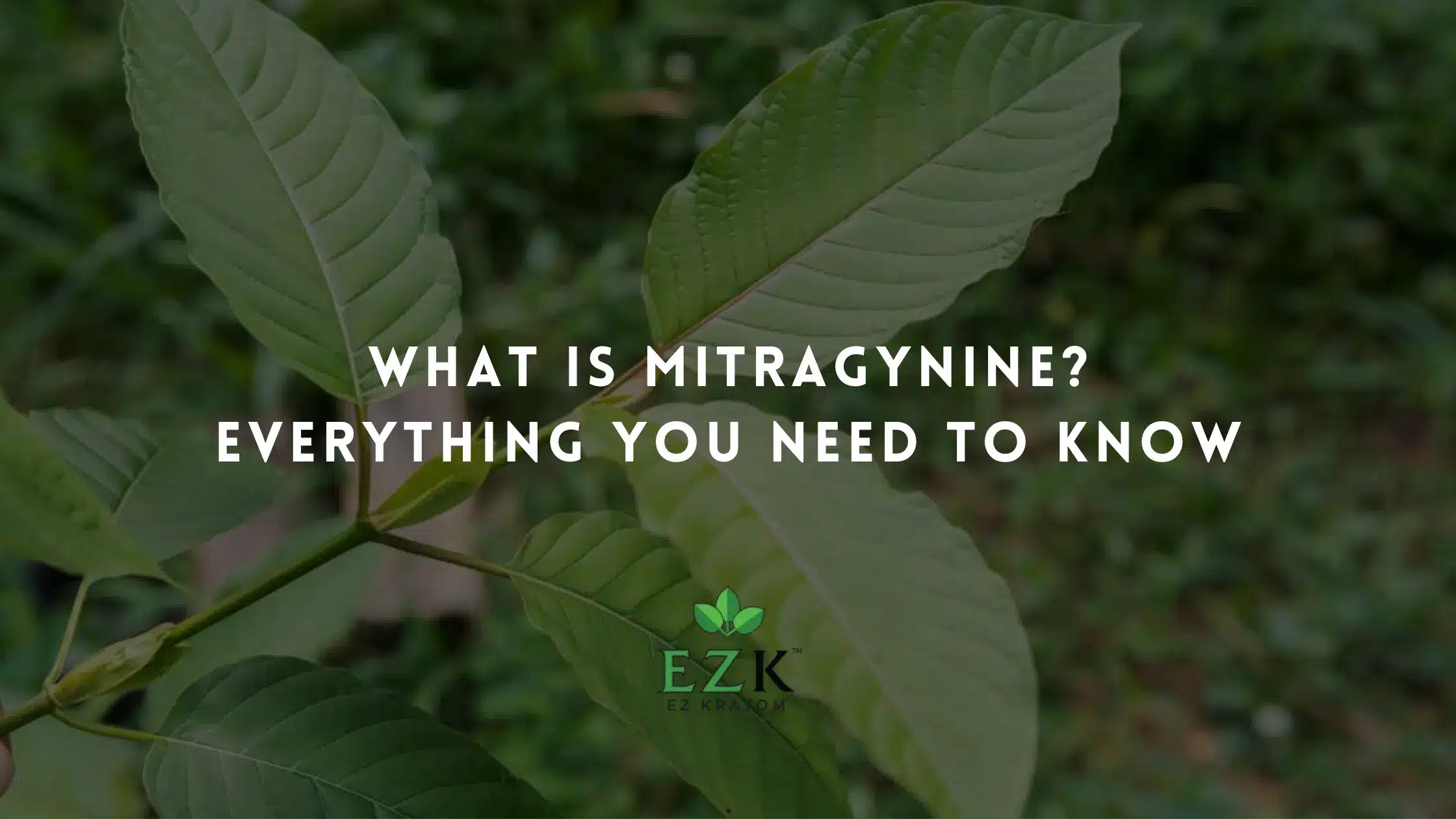 What Is Mitragynine? Everything You Need to Know