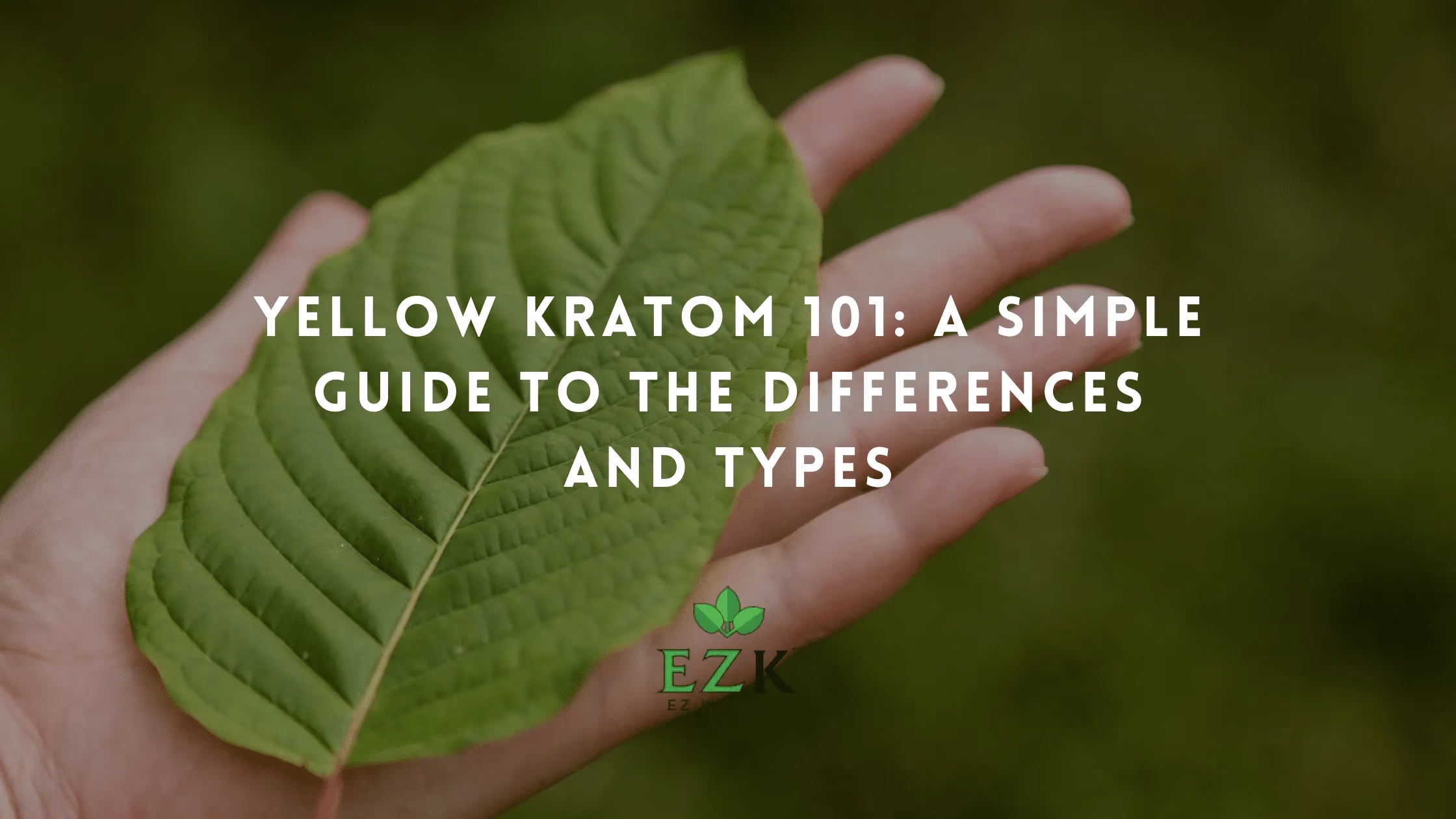 Yellow Kratom 101: A Simple Guide to the Differences and Types