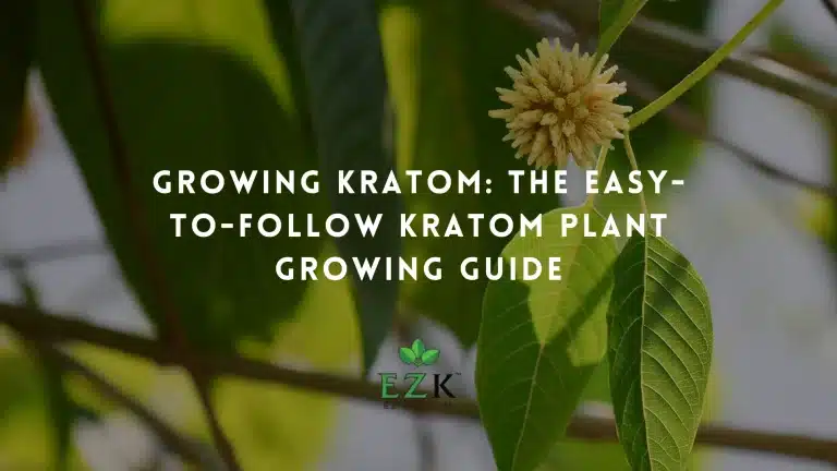 Growing-Kratom_-The-Easy-to-Follow-Kratom-Plant-Growing-Guide