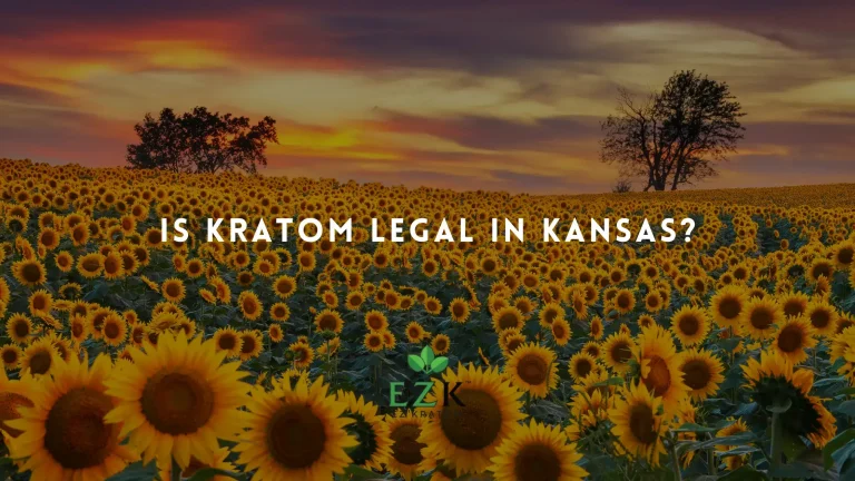 Sunflower farm kansas