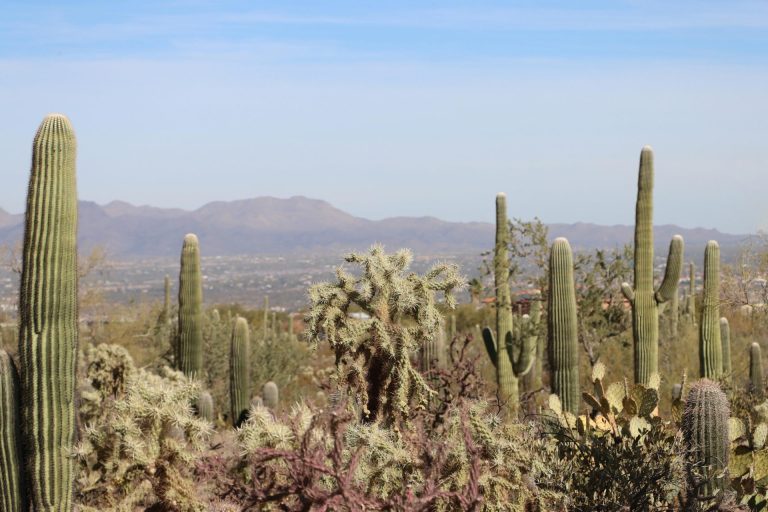List of Festivals in Arizona – 2025
